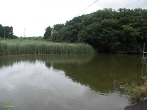 現在の杭瀬ケ谷（くいせがや）の池